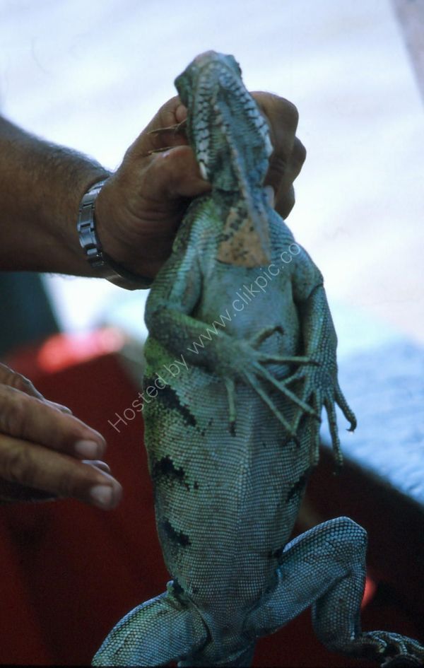 Iguana for Dinner!, Sinamaica